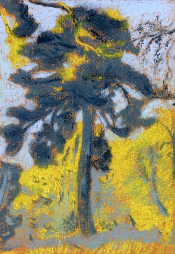 Coloured pencil drawing, in blue and yellow, of a pine tree